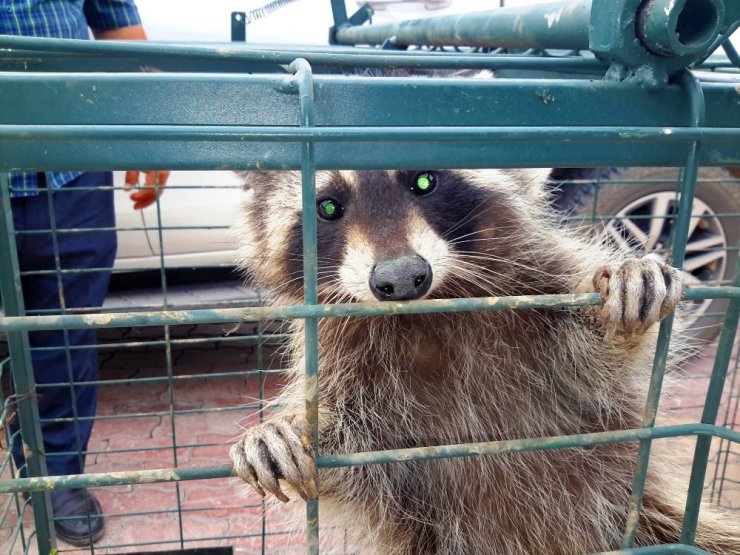 Konya’da Cami Lojmanının Çatısına Çıkan Rakun Yakalandı