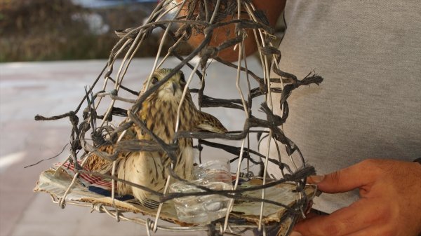 Yaralı Atmaca Tedavi Edilecek