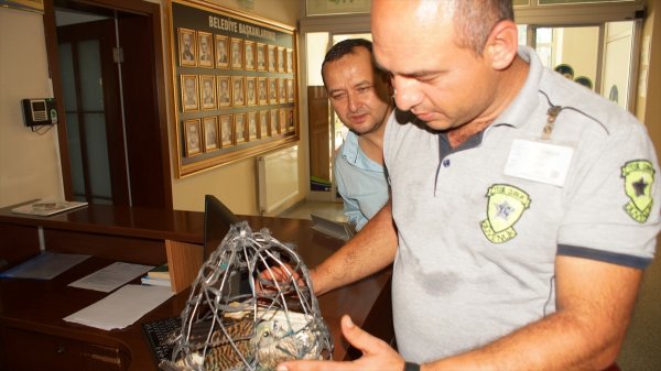 Yaralı Atmaca Tedavi Edilecek