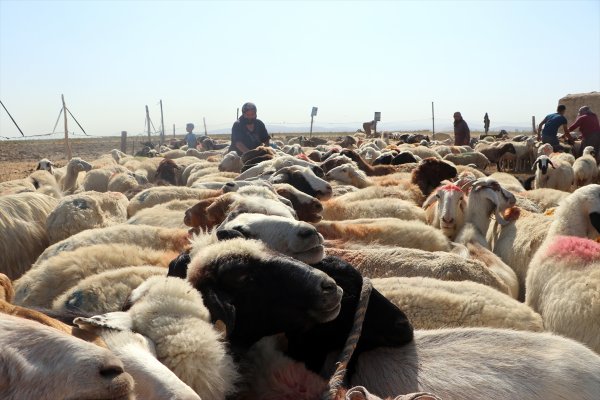 Teknolojiye Direnen Kadınlar 
