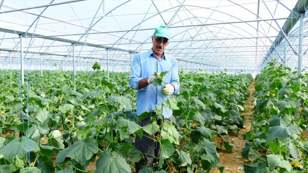 Seydişehirli Yayla Seracısı İlk Hasadına Başladı
