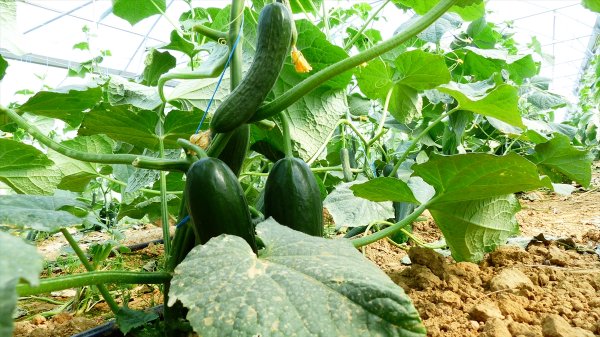Seydişehirli Yayla Seracısı İlk Hasadına Başladı