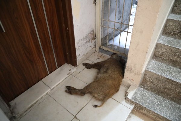 Mersin'de Apartmana Giren Domuz Yakalandı