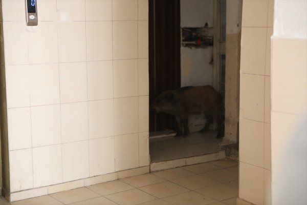 Mersin'de Apartmana Giren Domuz Yakalandı