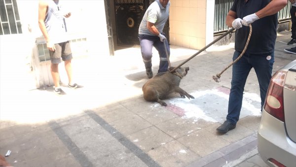 Mersin'de Apartmana Giren Domuz Yakalandı