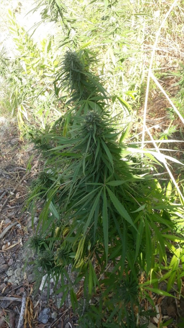 Muğla'da Uyuşturucu Operasyonu