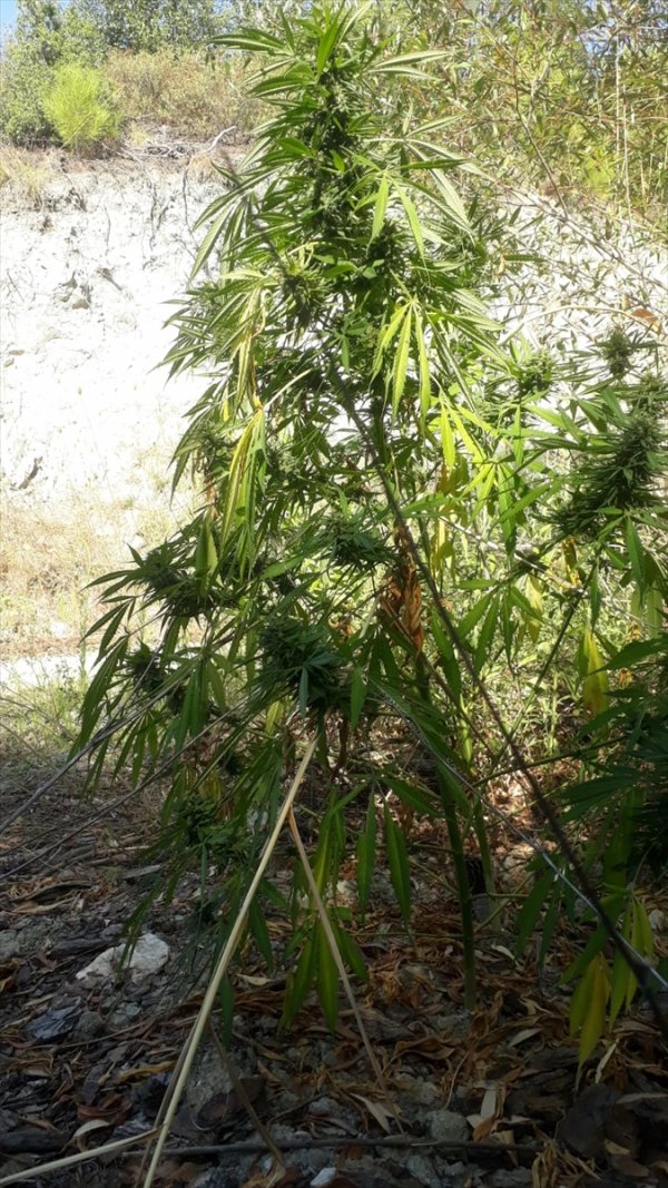 Muğla'da Uyuşturucu Operasyonu