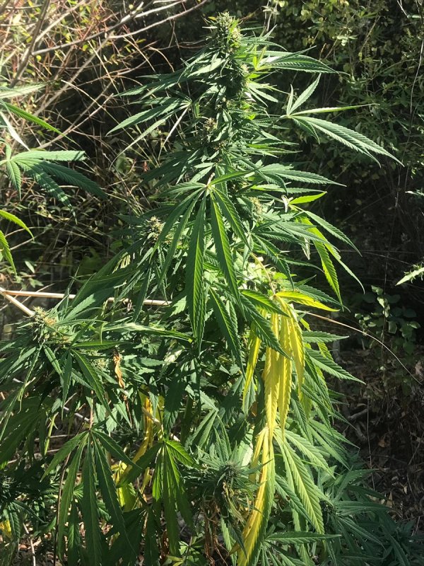 Muğla'da Uyuşturucu Operasyonu