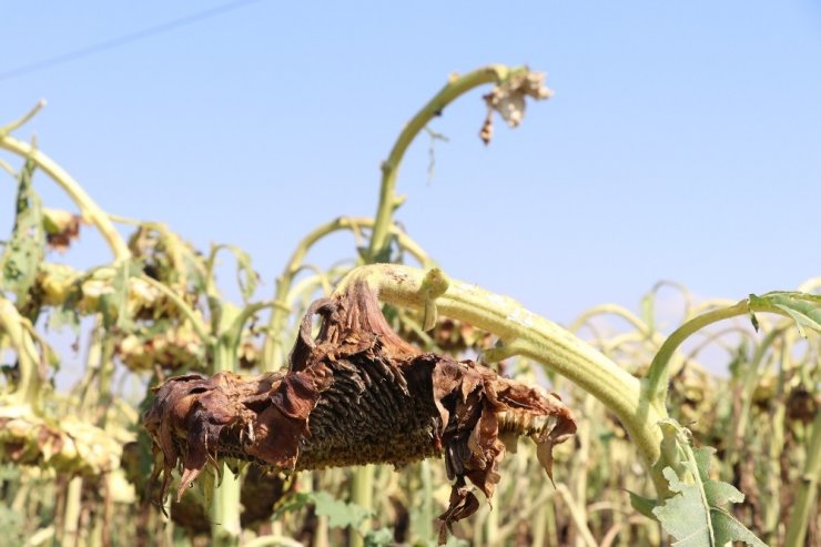 Aksaray’da 10 Bin Dekar Alanda Dolu Zararı Oluştu
