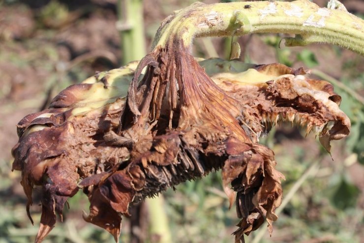 Aksaray’da 10 Bin Dekar Alanda Dolu Zararı Oluştu