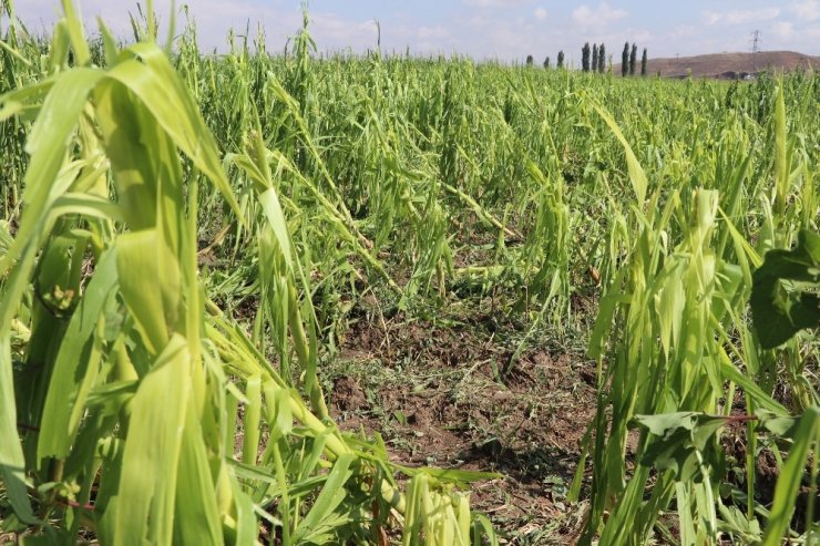 Aksaray’da 10 Bin Dekar Alanda Dolu Zararı Oluştu