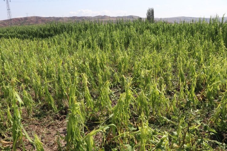 Aksaray’da 10 Bin Dekar Alanda Dolu Zararı Oluştu