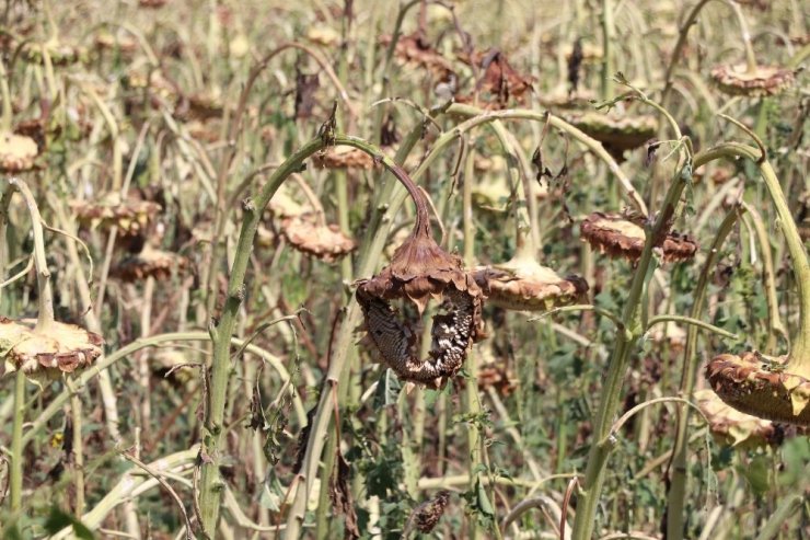 Aksaray’da 10 Bin Dekar Alanda Dolu Zararı Oluştu
