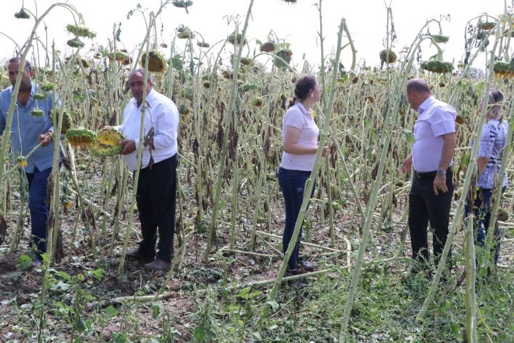 Aksaray’da 10 Bin Dekar Alanda Dolu Zararı Oluştu