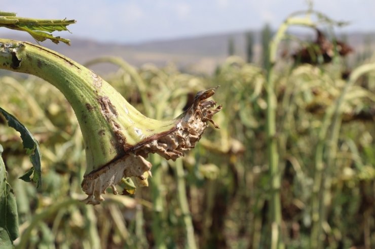 Aksaray’da 10 Bin Dekar Alanda Dolu Zararı Oluştu