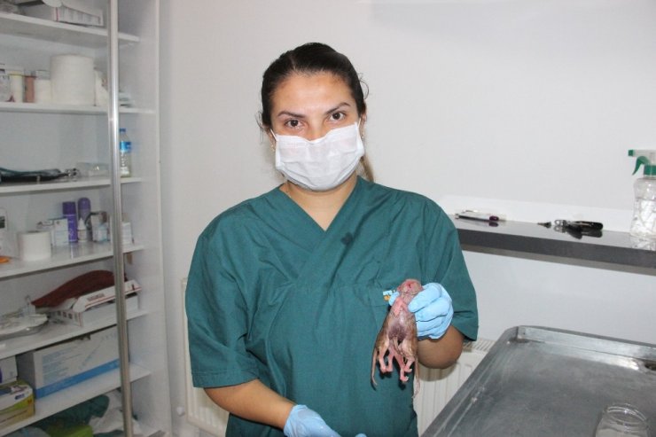 Ölü Doğan Tek Başlı, İki Vücutlu Ve Sekiz Bacaklı Kedi Görenleri Şaşırttı