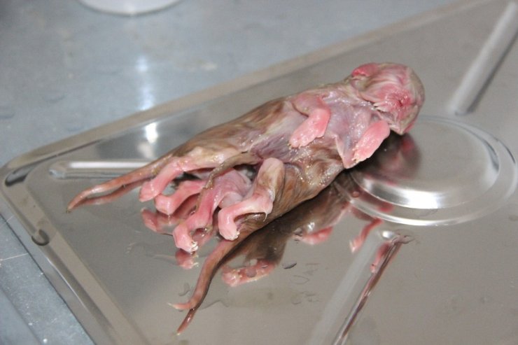 Ölü Doğan Tek Başlı, İki Vücutlu Ve Sekiz Bacaklı Kedi Görenleri Şaşırttı