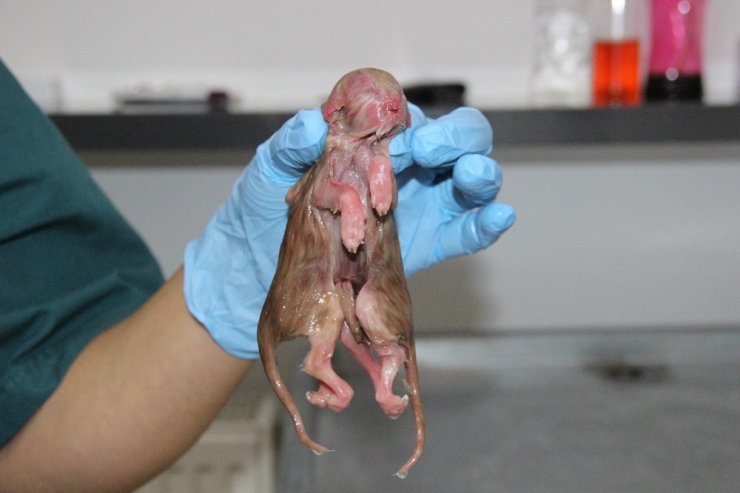 Ölü Doğan Tek Başlı, İki Vücutlu Ve Sekiz Bacaklı Kedi Görenleri Şaşırttı