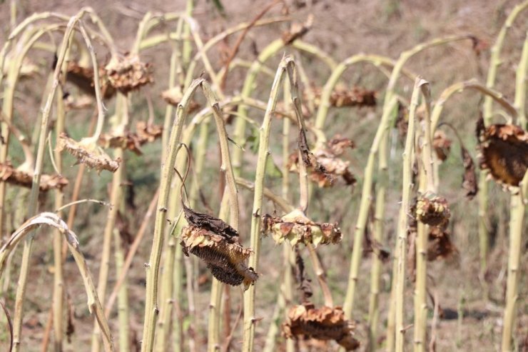Aksaray’daki Dolu Afetinde Zarar Gören Arazi 20 Bin Dekara Yükseldi