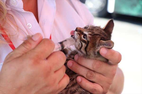 Engelli Kedileriyle Otobüs Şoförlüğü Yapıyor