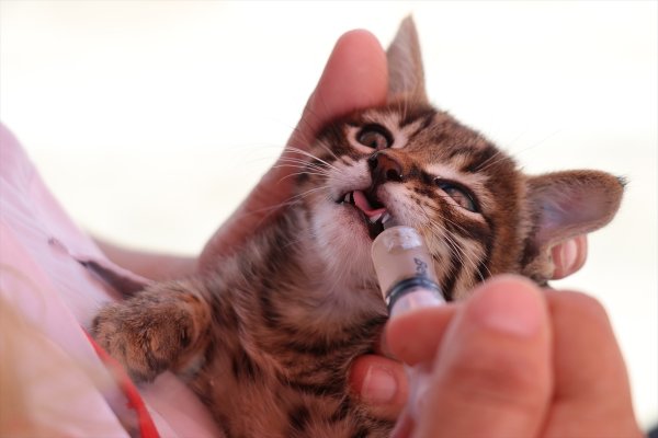 Engelli Kedileriyle Otobüs Şoförlüğü Yapıyor