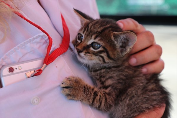 Engelli Kedileriyle Otobüs Şoförlüğü Yapıyor