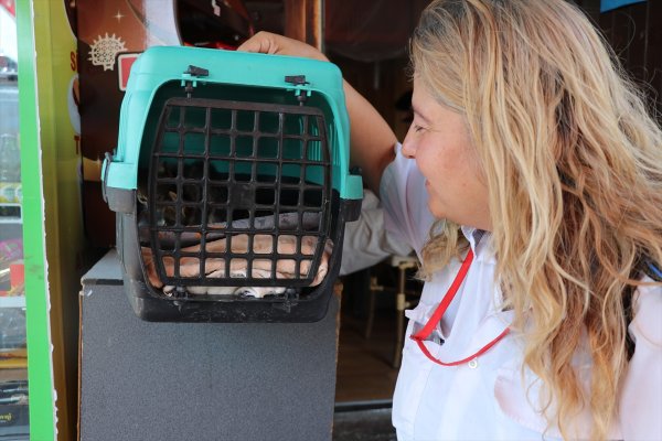 Engelli Kedileriyle Otobüs Şoförlüğü Yapıyor