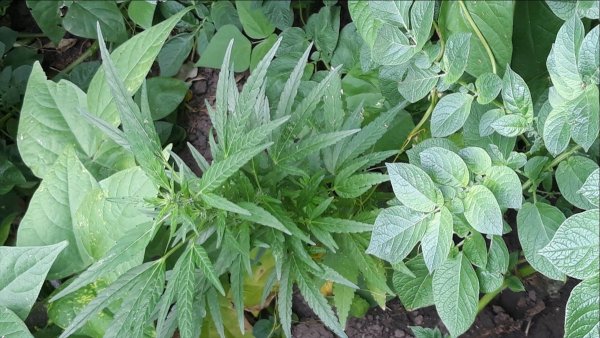 Bozkır'da Hint Keneviri Ele Geçirildi