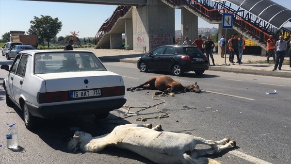 Eskişehir'de Otomobilin Çarptığı Başıboş İki At Telef Oldu