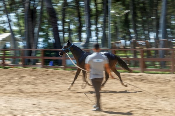 Efsane Atın Torunu, Şampiyonluğa Hazırlanıyor