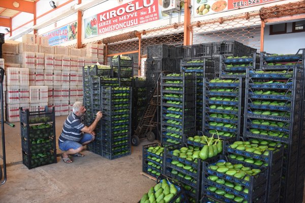 Antalya'dan Bulgaristan'a Avokado İhracatı
