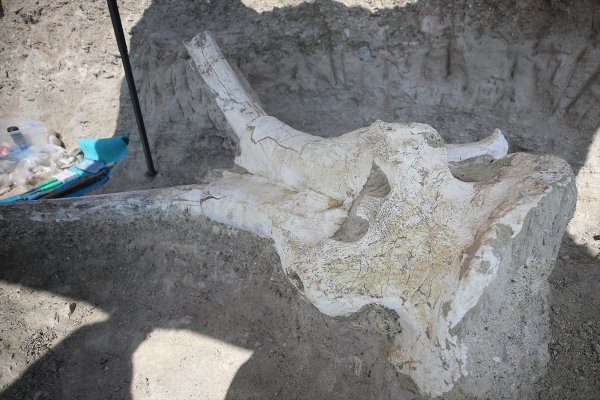 Kayseri'de Tek Parça Halinde Mamut Fosili Bulunması