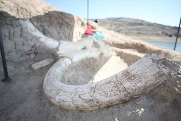 Kayseri'de Tek Parça Halinde Mamut Fosili Bulunması