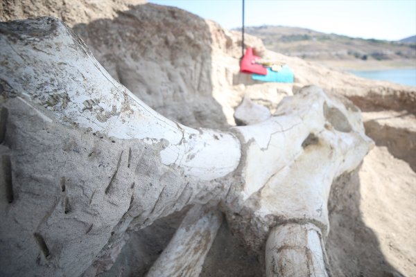 Kayseri'de Tek Parça Halinde Mamut Fosili Bulunması