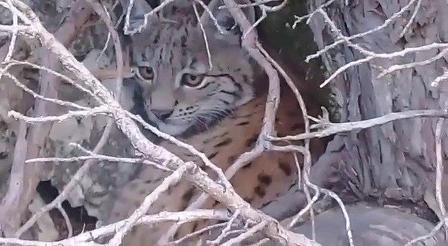 Mersin’de Vaşak Görüntülendi