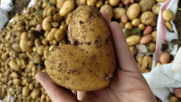 Patates Hasatında Toplanan Patateslerin Şekli Şaşırttı