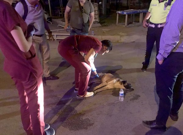 Sağlık Ekibinden Yaralı Köpeğe Müdahale