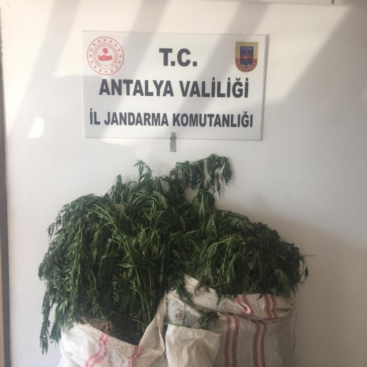 Antalya Jandarmasından O Yetiştiricilere Baskın