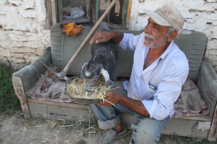 Konya'da Yaşlı Adama Yarenlik Eden Oğlak