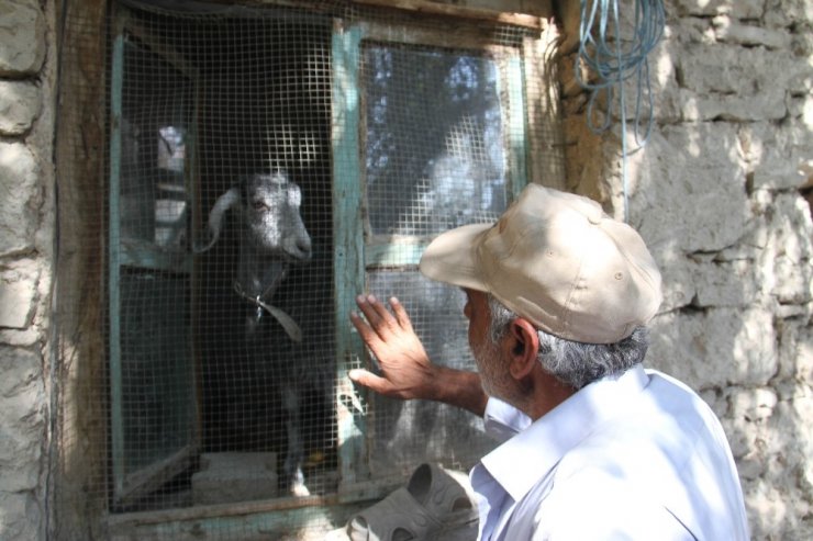 Konya'da Yaşlı Adama Yarenlik Eden Oğlak