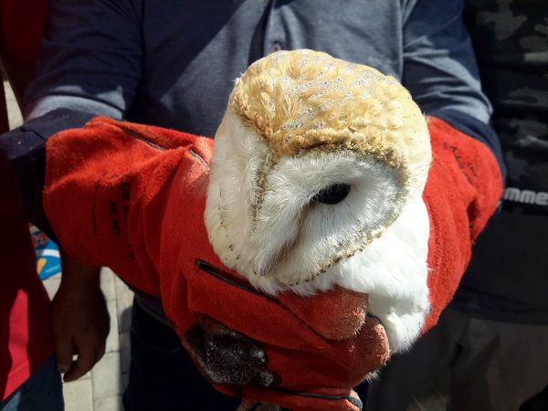 Yaralı Peçeli Baykuş Tedavi Altına Alındı