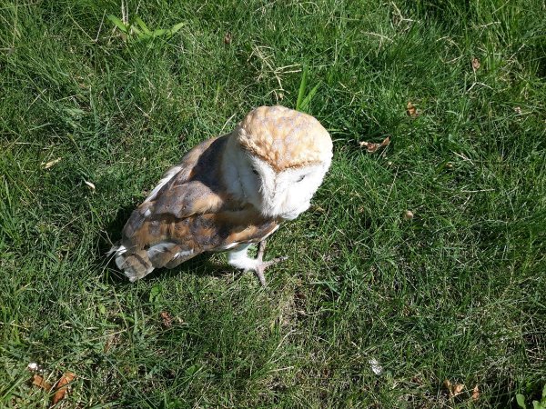 Yaralı Peçeli Baykuş Tedavi Altına Alındı