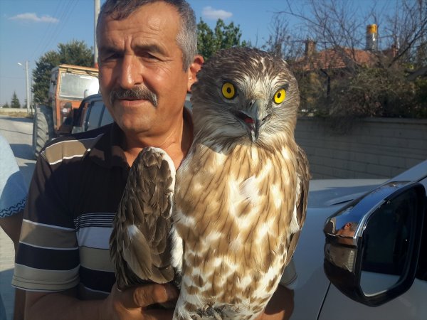 Yaralı Şahin Tedavi Altına Alındı