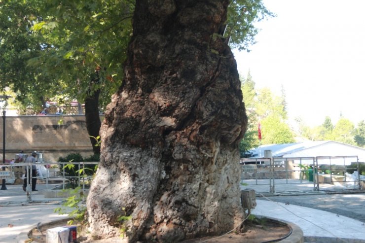 Mut'ta Anıt Ağaç Zararlı Böceğe Teslim Oldu