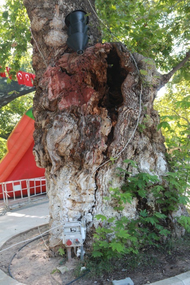 Mut'ta Anıt Ağaç Zararlı Böceğe Teslim Oldu