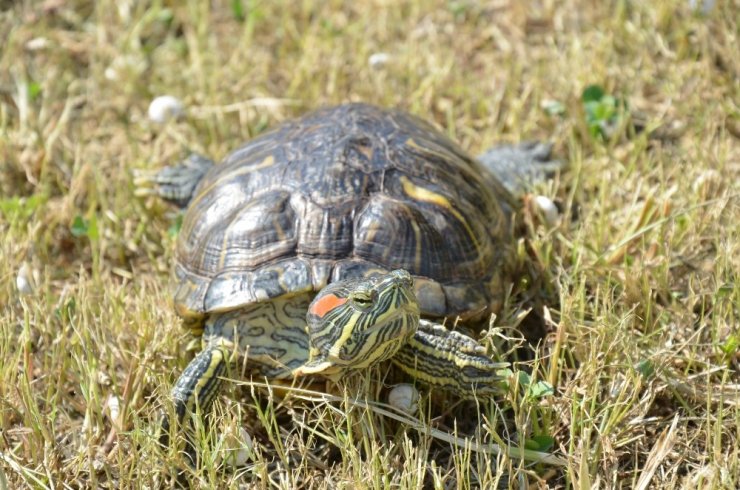 Kaybettiği Kaplumbağasına 4 Gün Sonra Kavuştu, Mutluluktan Uçtu
