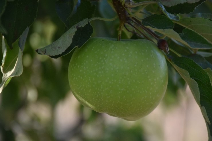 Aksaray’da Yeraltı Su Kaynaklarının Çekilmesinin Olumsuz Etkileri
