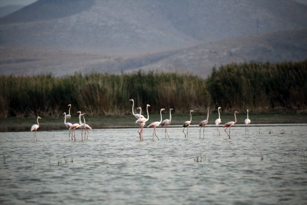 Rehabilite Edilen Gölet Kuş Sesleriyle Şenleniyor