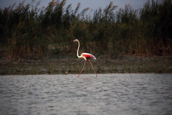 Rehabilite Edilen Gölet Kuş Sesleriyle Şenleniyor