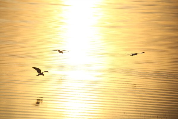 Rehabilite Edilen Gölet Kuş Sesleriyle Şenleniyor